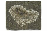 Oligocene Fossil Percoid Fish (Oligoserranoides) - Poland #374391-1